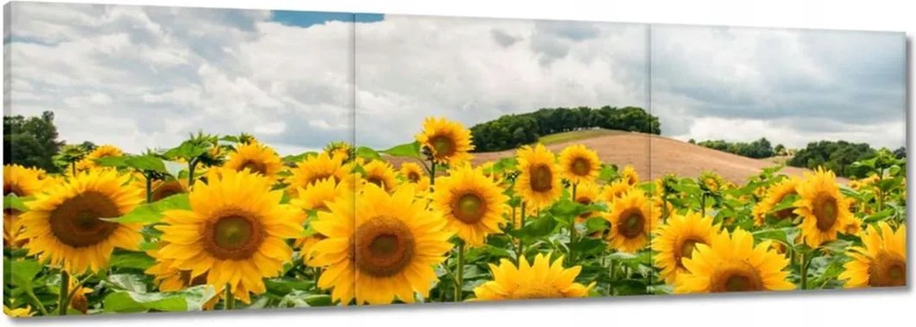 Vászonkép 120x40 Tájkép napraforgókkal