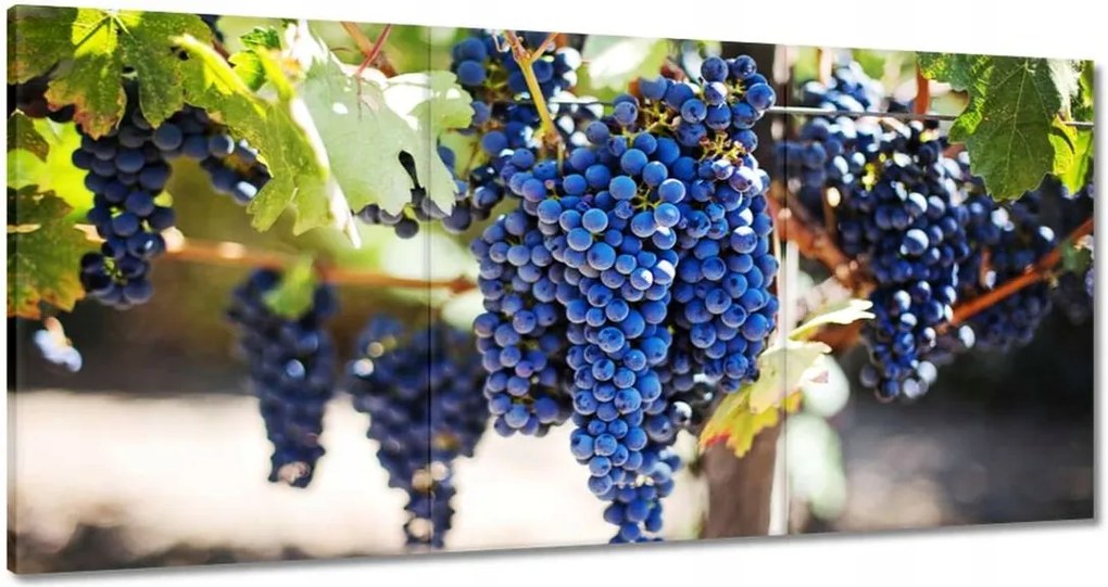 Vászonkép 120x60 Bor Szőlő Szőlőbirtok