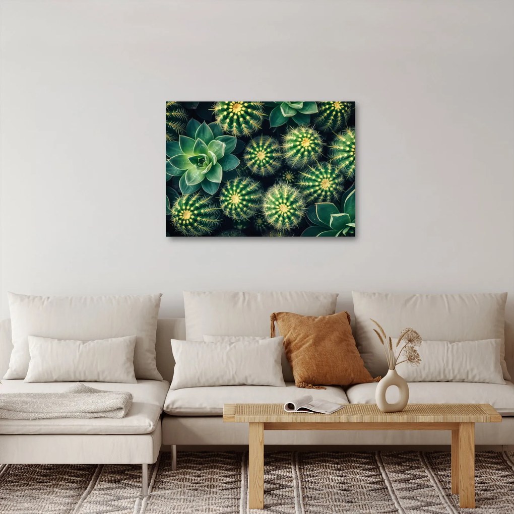 Kép - Kaktuszok (70x50 cm)
