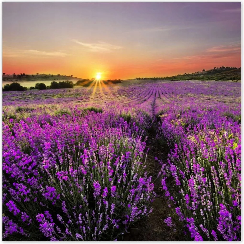 Poszterek 30x30 Levendula rét