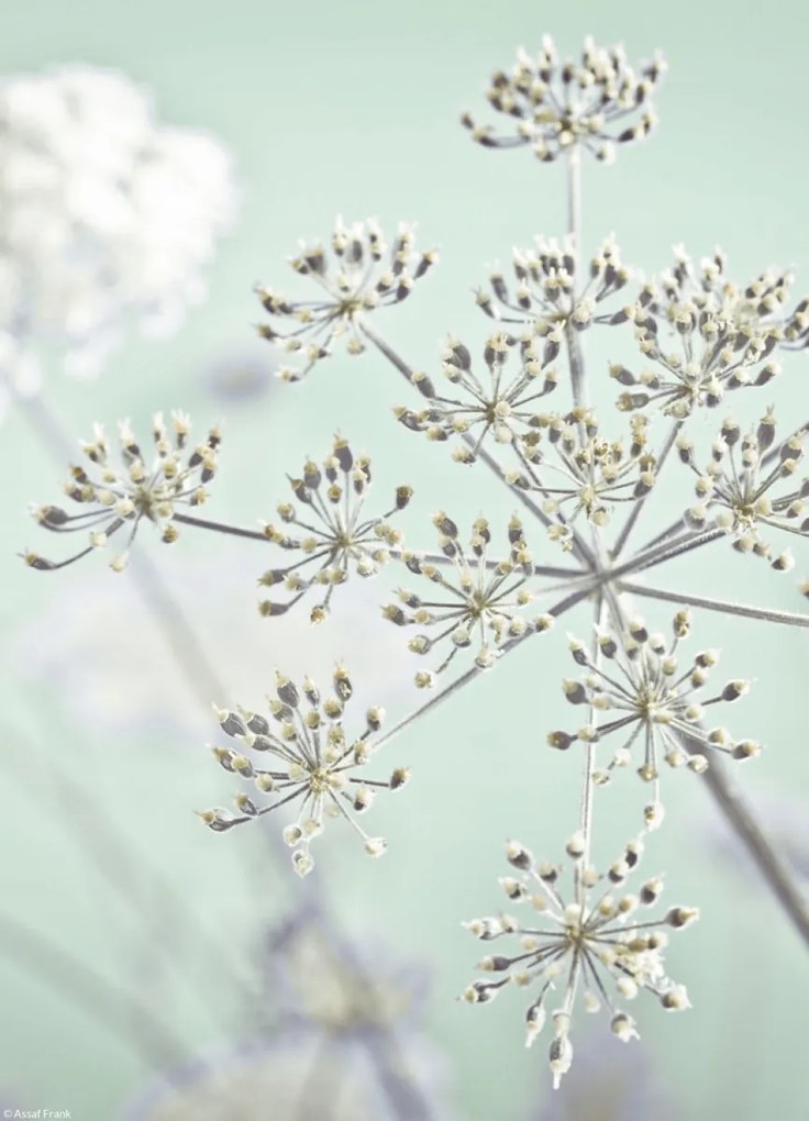 Poszter 20,5x28,4cm Tehénpetrezselyem virág, Assaf Frank