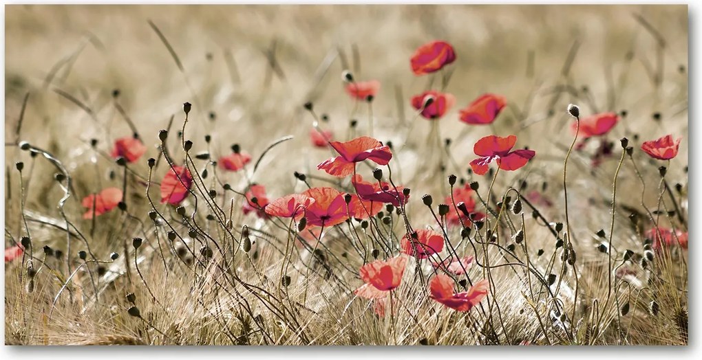 Pipacsok konyhai üvegpanel 120x60 cm Ragasztó