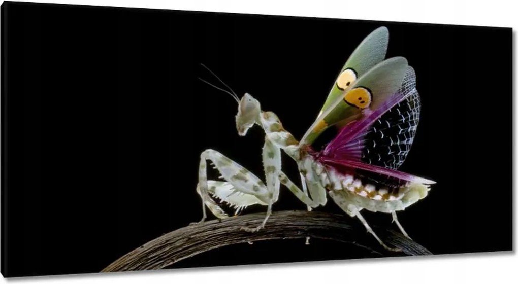 Vászonkép 115x55 Gyönyörű imádkozó sáska virág