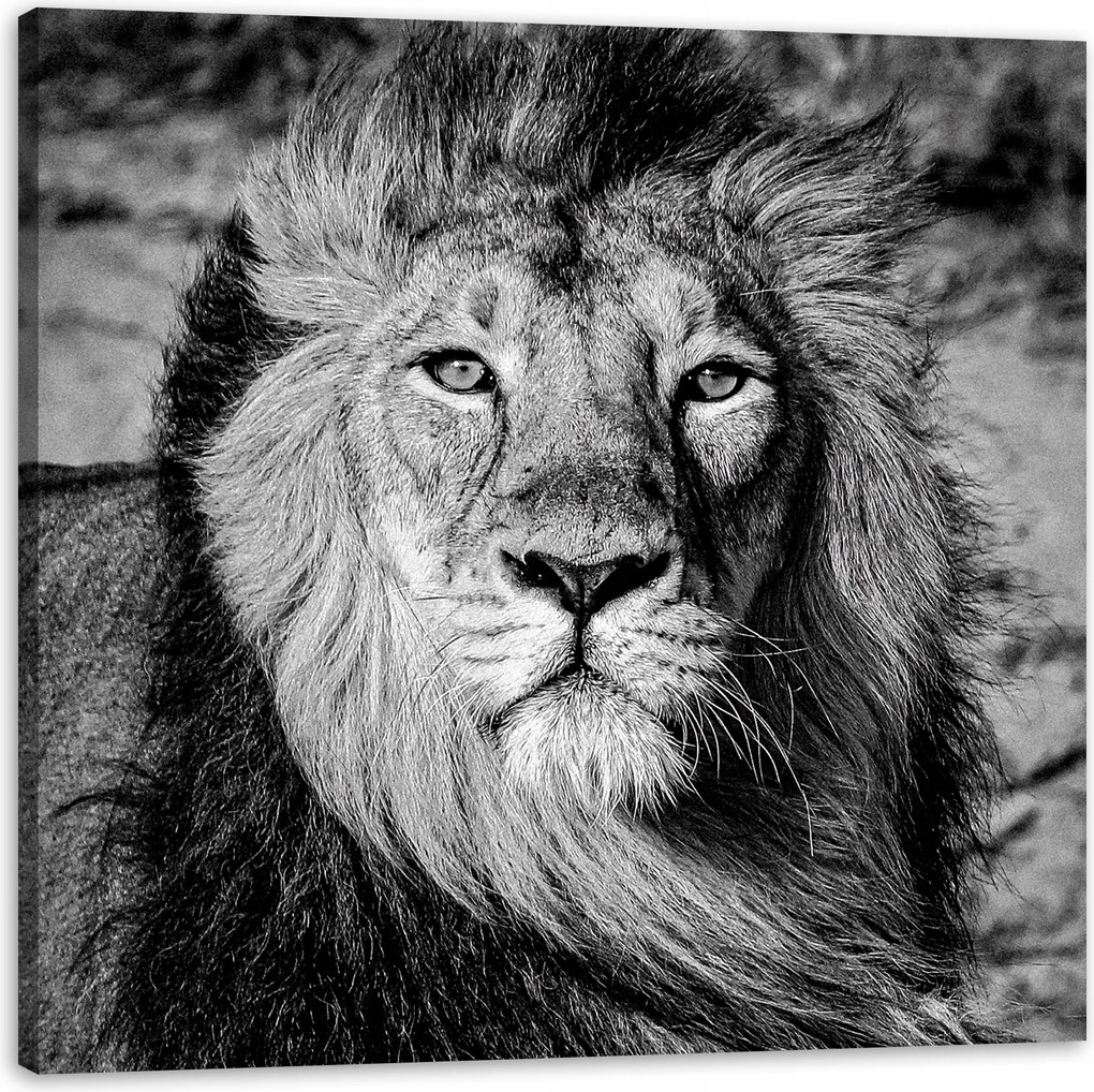 Vászonkép Szürke Oroszlán Sörény Arc Szemek 90X90 cm Ajándéknak is tökéletes