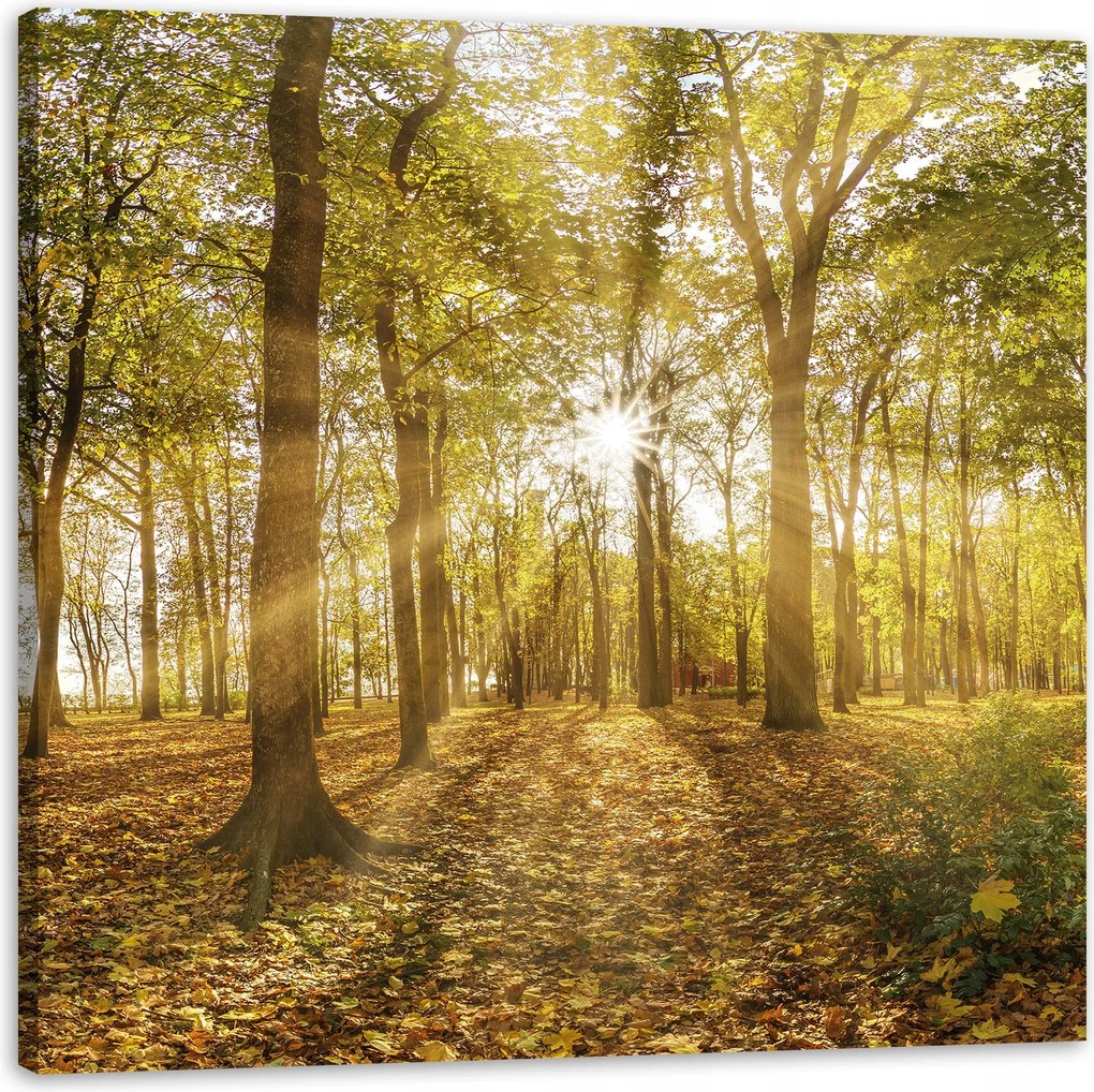 Vászonkép Nap a fák között az erdőben 50X50 cm Ideális ajándék