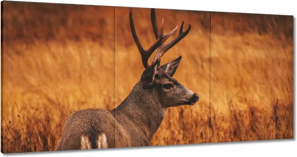 Vászonkép 120x60 Szarvas a természetben Vadászat