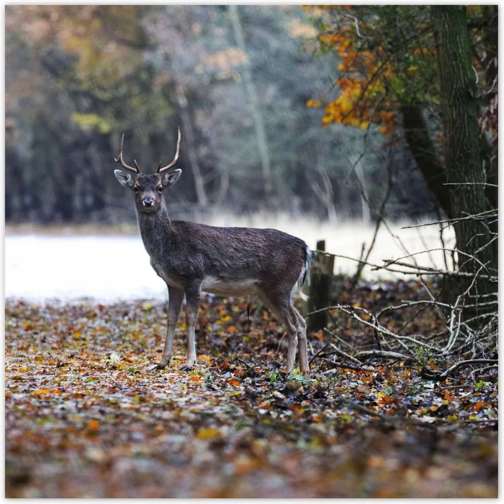 Poszterek 70x70 Szarvas az erdőben Erdő