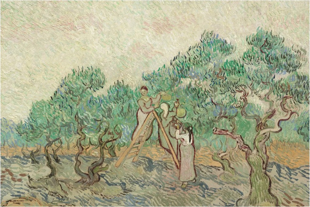 Kép - Vincent van Gogh, The Olive Orchard, reprodukciók (90x60 cm)
