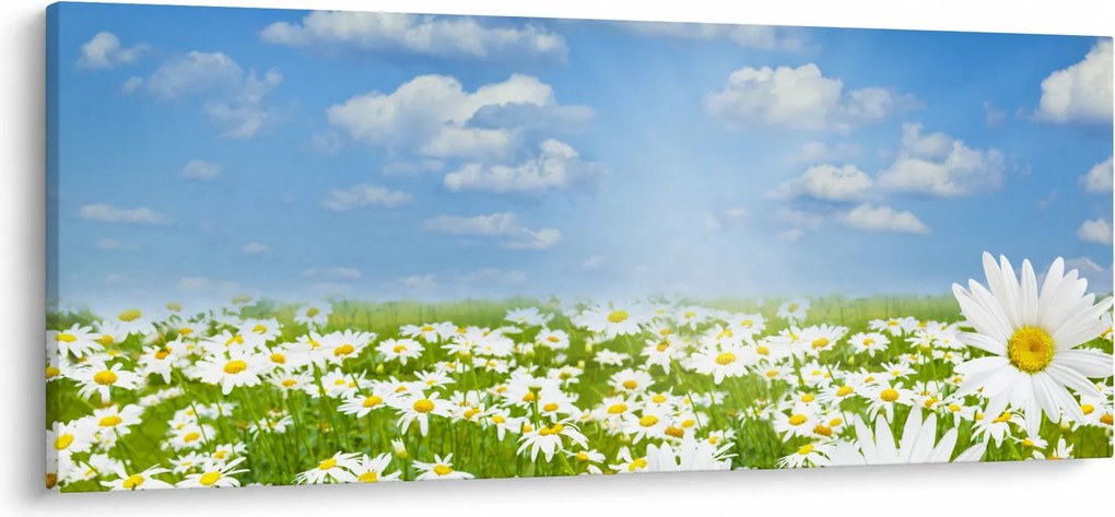 A virágzó rét százszorszépekkel képe (120x50 cm)