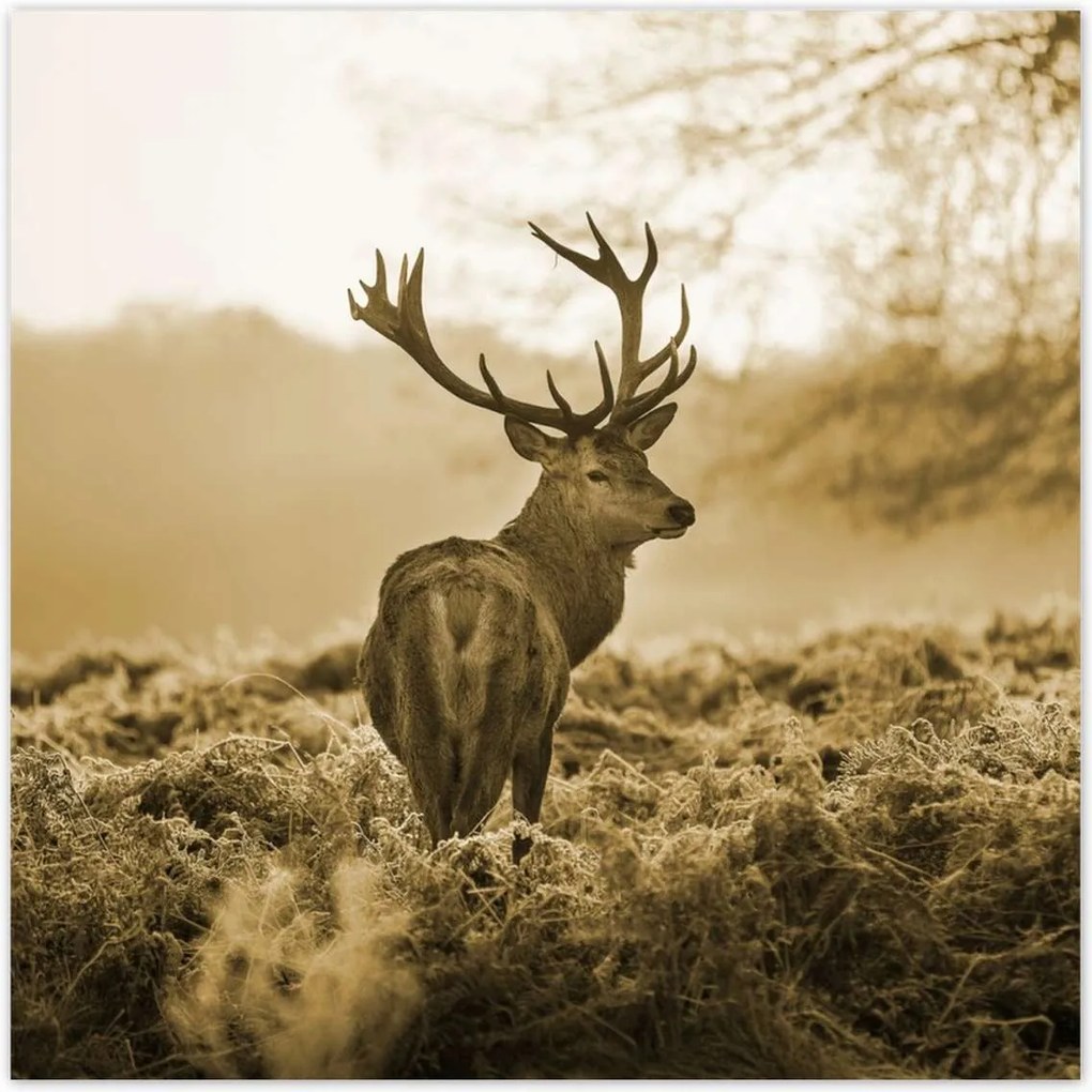 Poszterek 70x70 Szarvas az erdőben