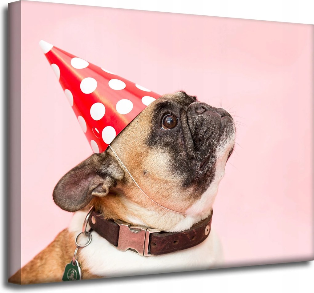Vászonkép Ifjúsági Mopsz Születésnap Állatok Természet Kutya 50x40