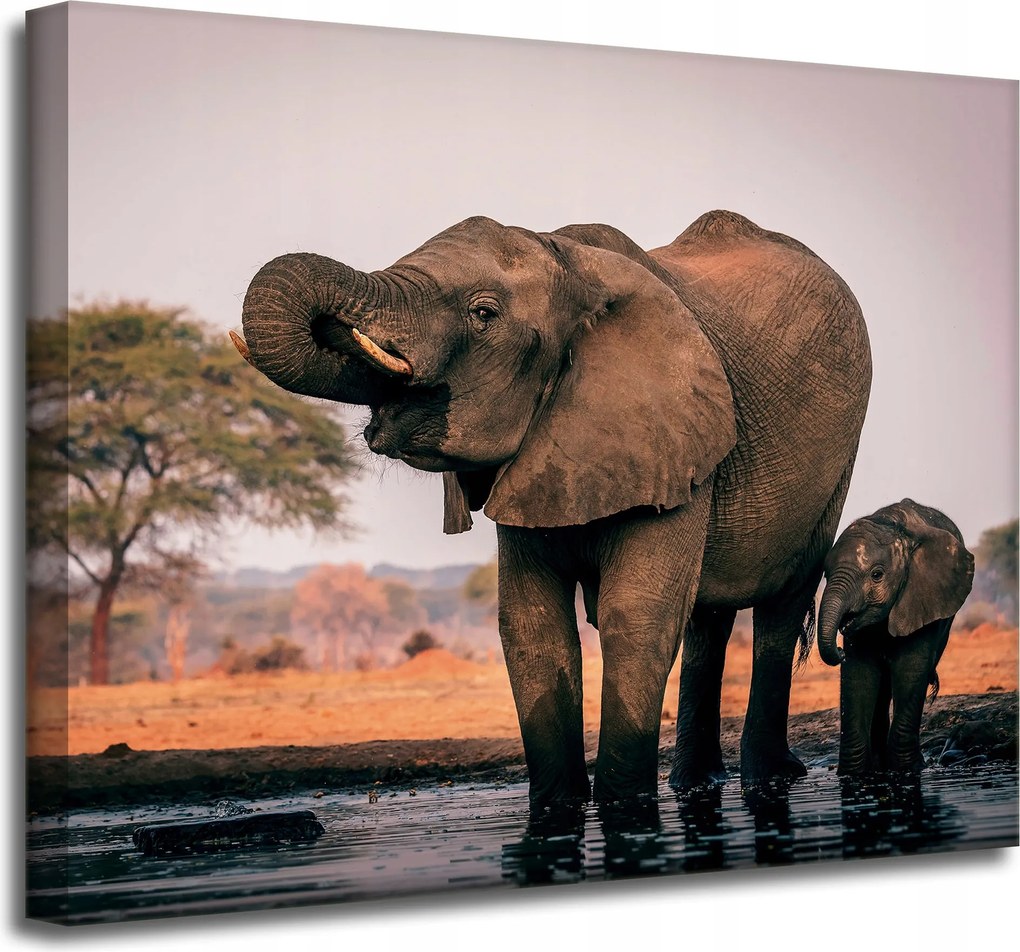 Vászonkép Elefántok a vízben Afrika Természet 50x40 cm Ajándéknak is tökéletes