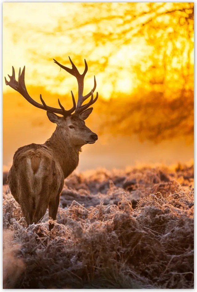 Poszterek 40x60 Szarvas naplementekor