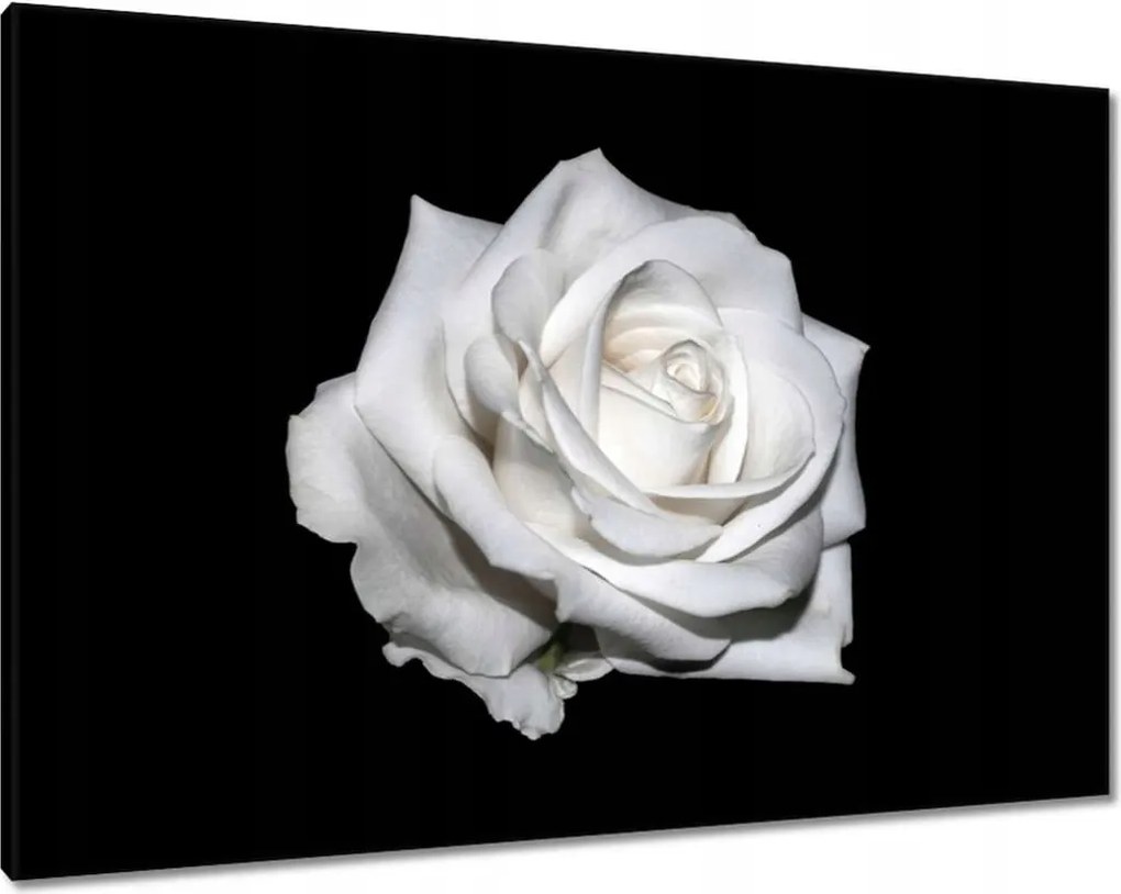 Vászonkép 100x70 Rózsa Virág Virágok Rózsa