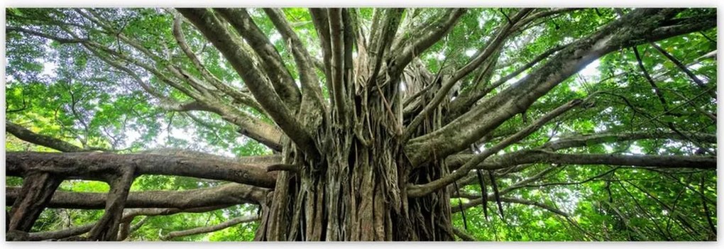 Poszterek 200x66 Fa Kilátás