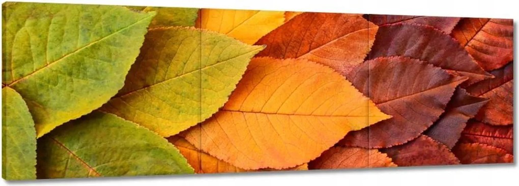 Vászonkép 120x40 Őszi színes levelek Levelek az ősz színeiben