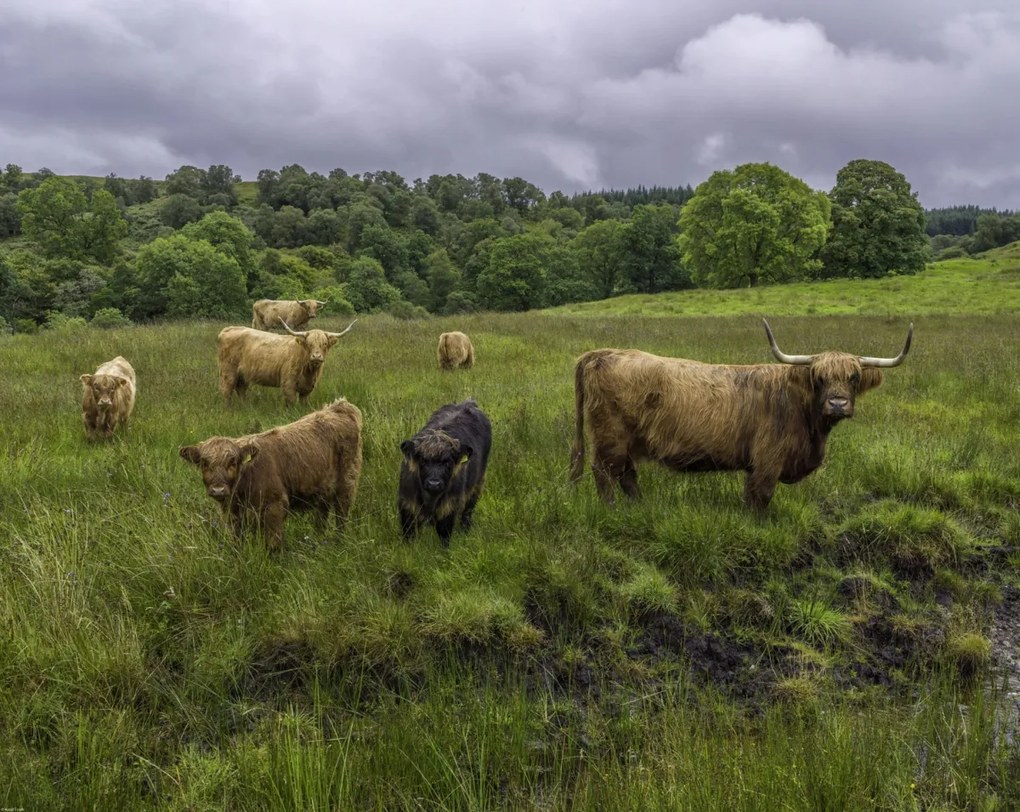 Poszter 76x60,5cm Highland fajtájú tehenek, Assaf Frank