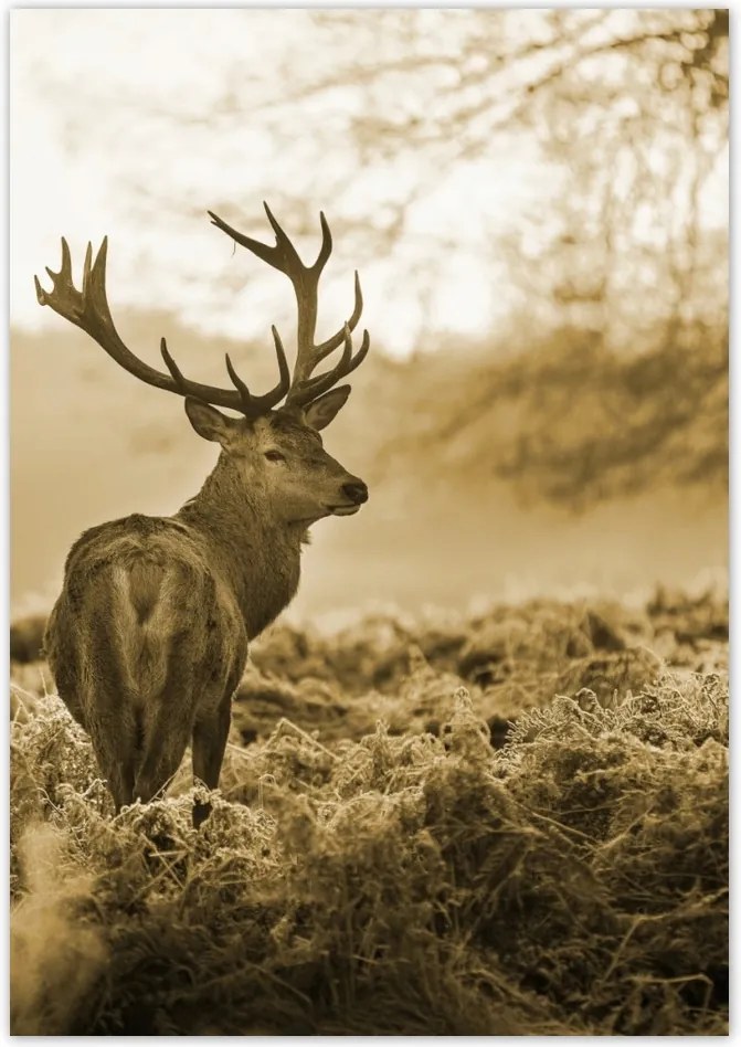 Poszterek 70x100 Szépia szarvas