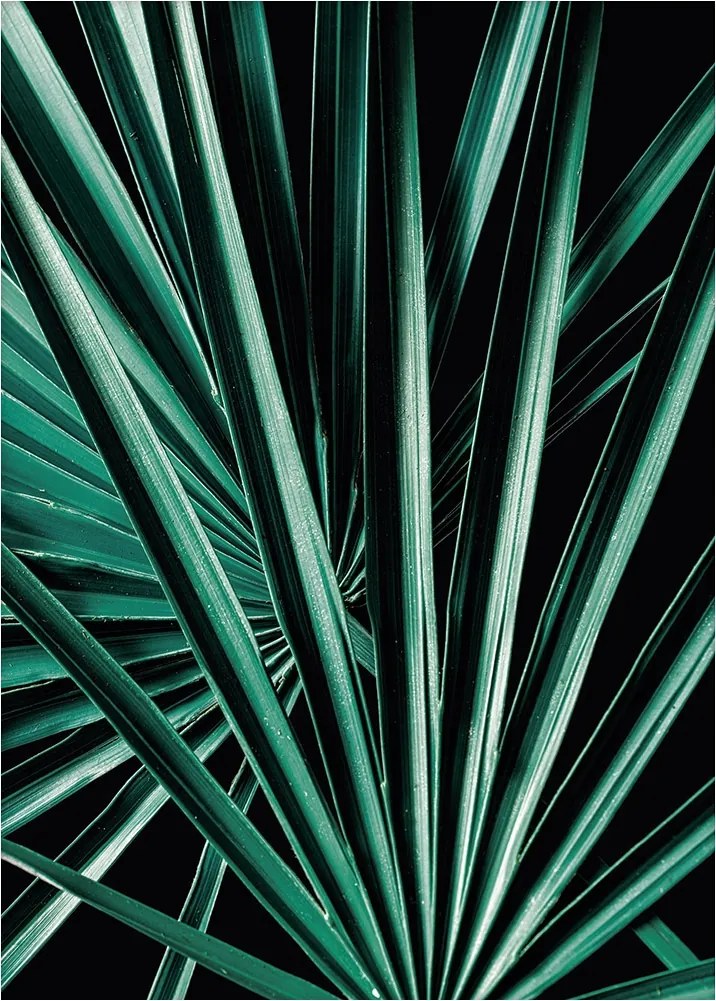 Dekoria Dark Palm Tree poszter