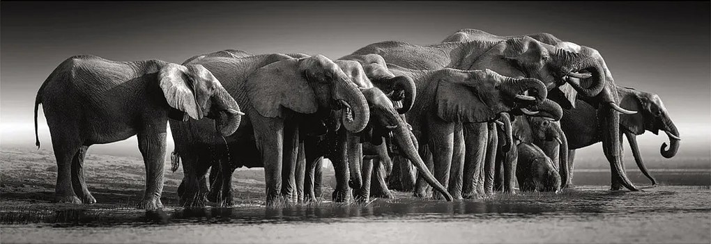 Elefánt Herd of Giants 1000 db-os panoráma Compact puzzle Clementoni