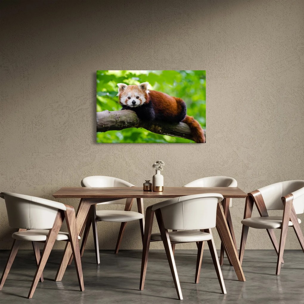 A vörös panda képe (90x60 cm)