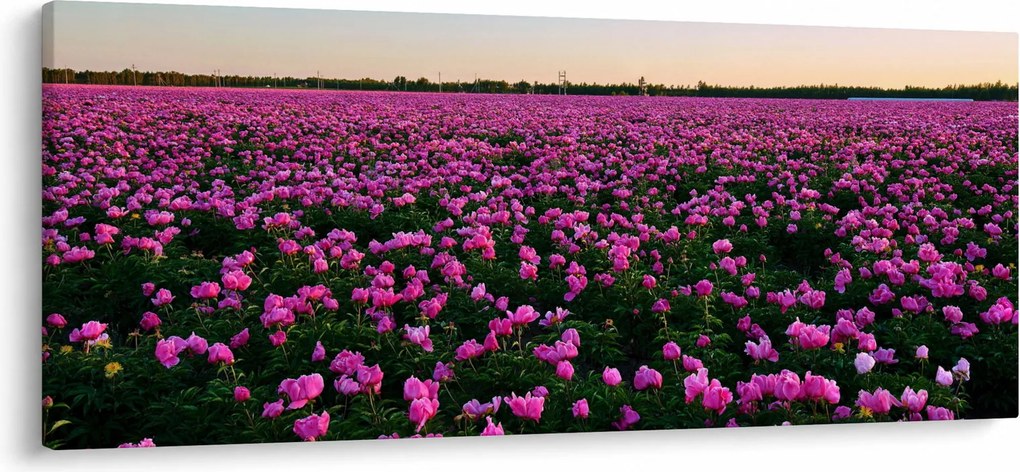 Kép - lila tulipánok rétje (120x50 cm)
