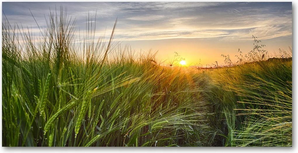 Fotó kép edzett üveg Búzamező 140x70