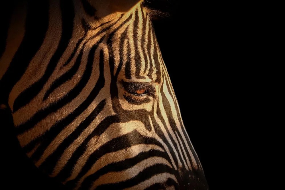 Kép zebra portré