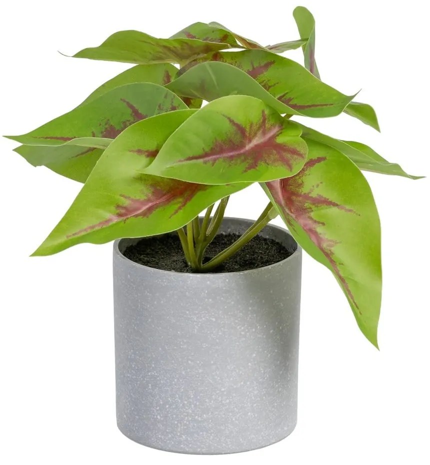 Műnövény (magasság 20 cm) Syngonium – Ixia