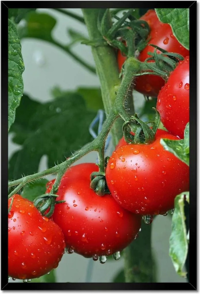 Poszterek keretben 40x60 Konyhai képek Forradalmak