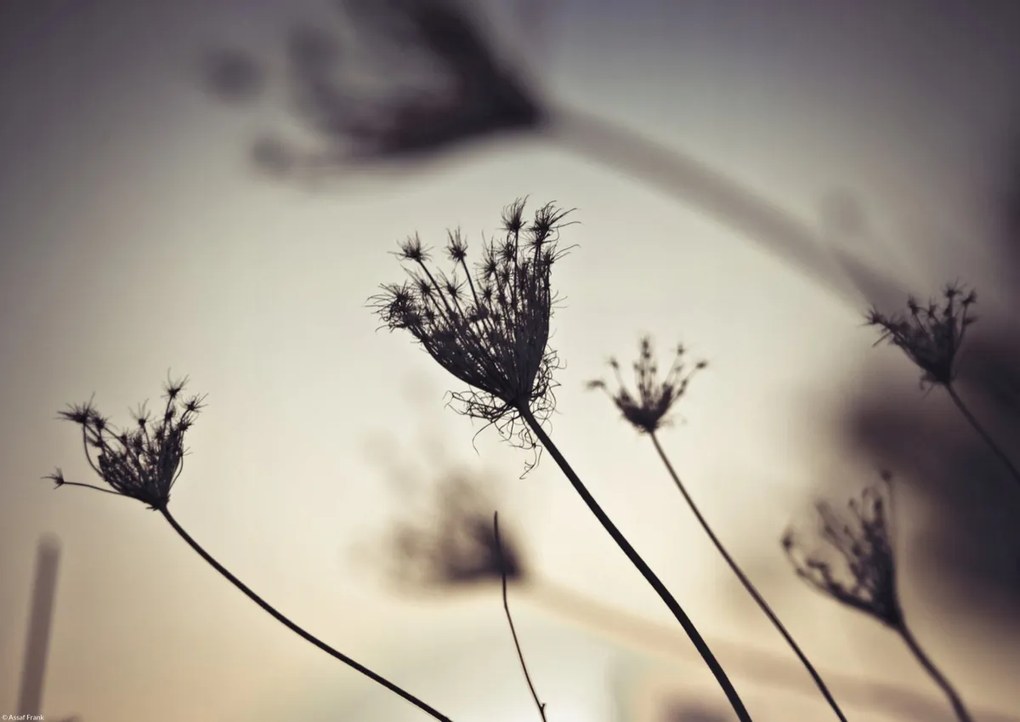 Poszter 42x29,7cm Püspöki fű sziluett, Assaf Frank