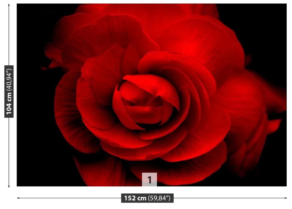 Fotótapéta rózsavörös 104x70 cm