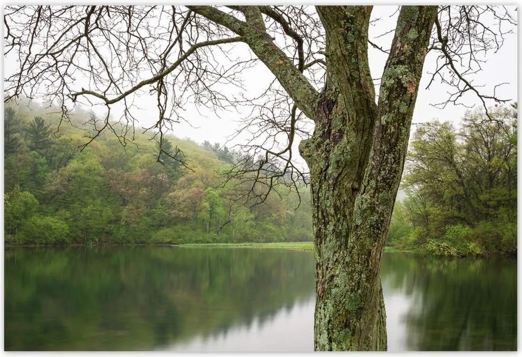 Poszterek 155x105 Fa Folyó Erdő