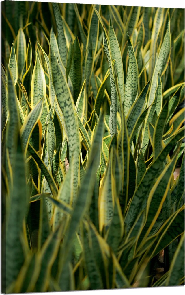 Botanika Zöld fű vászonkép 50x80 cm