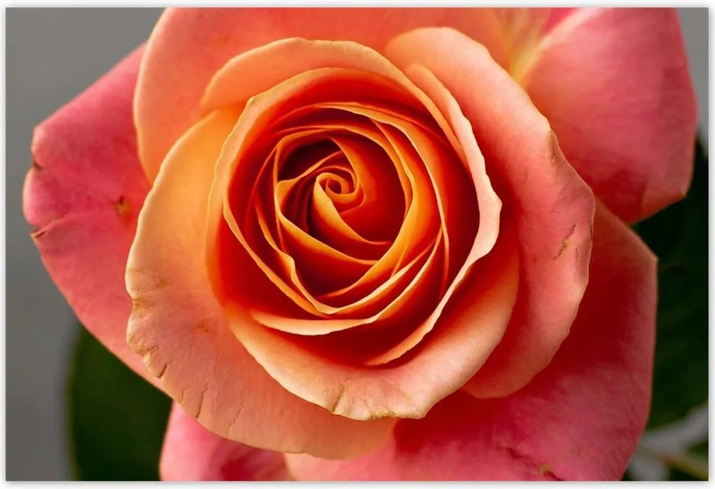 Poszterek 185x125 Rózsa Virág Virágok Rózsa