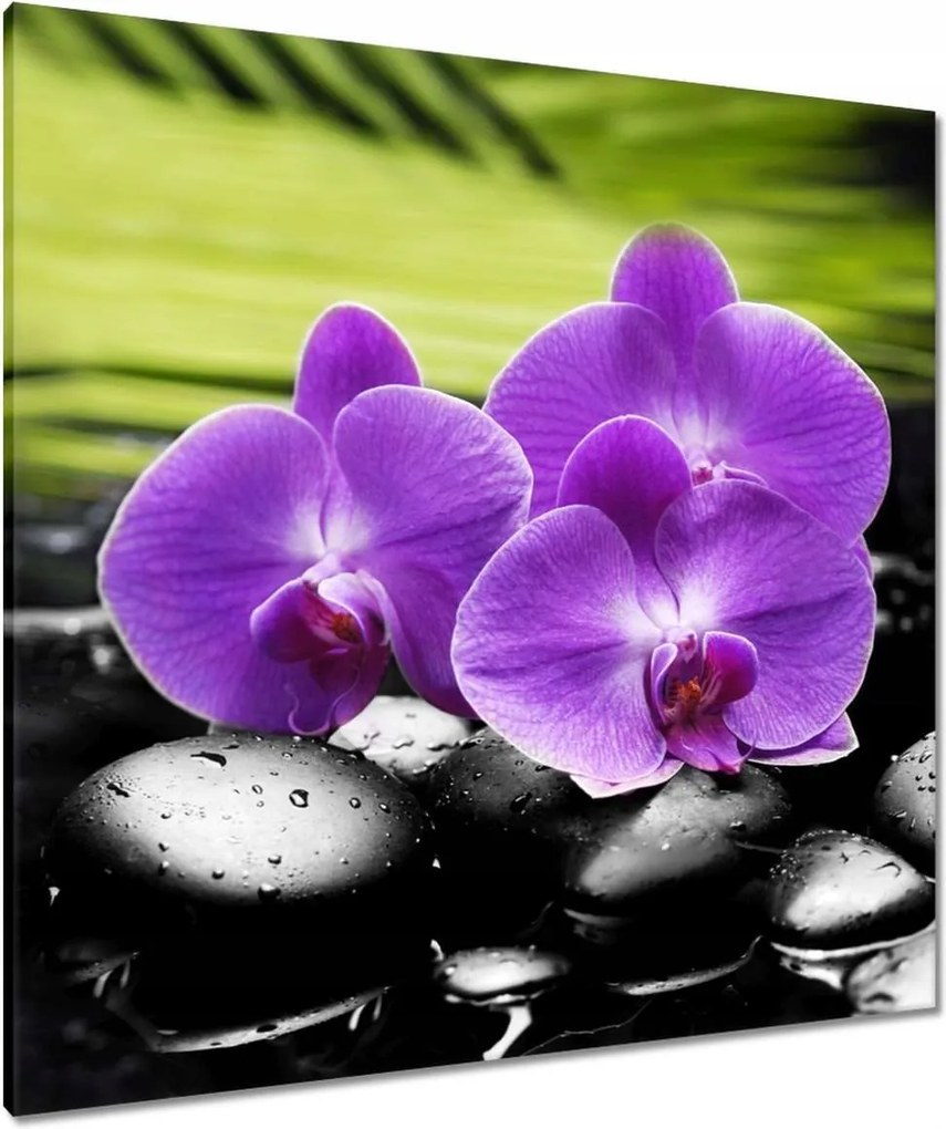 Vászonkép 90x90 Orchideák a köveken
