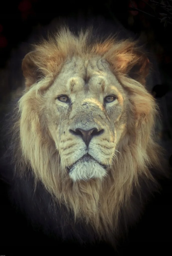 Poszter 61x90,5cm Oroszlánfej, Assaf Frank