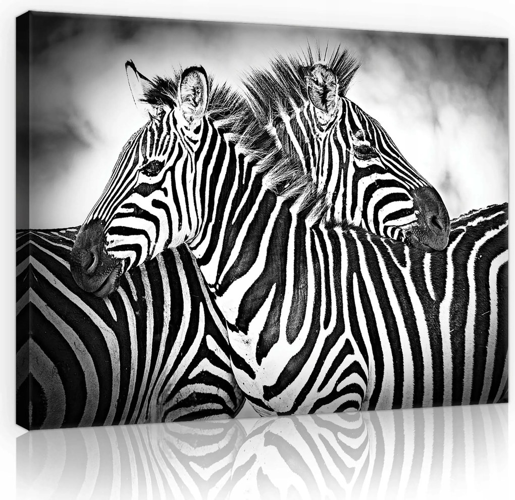 Vászonkép 80x60 Monokróm finomság Zebra pár minimalizmus stílusban