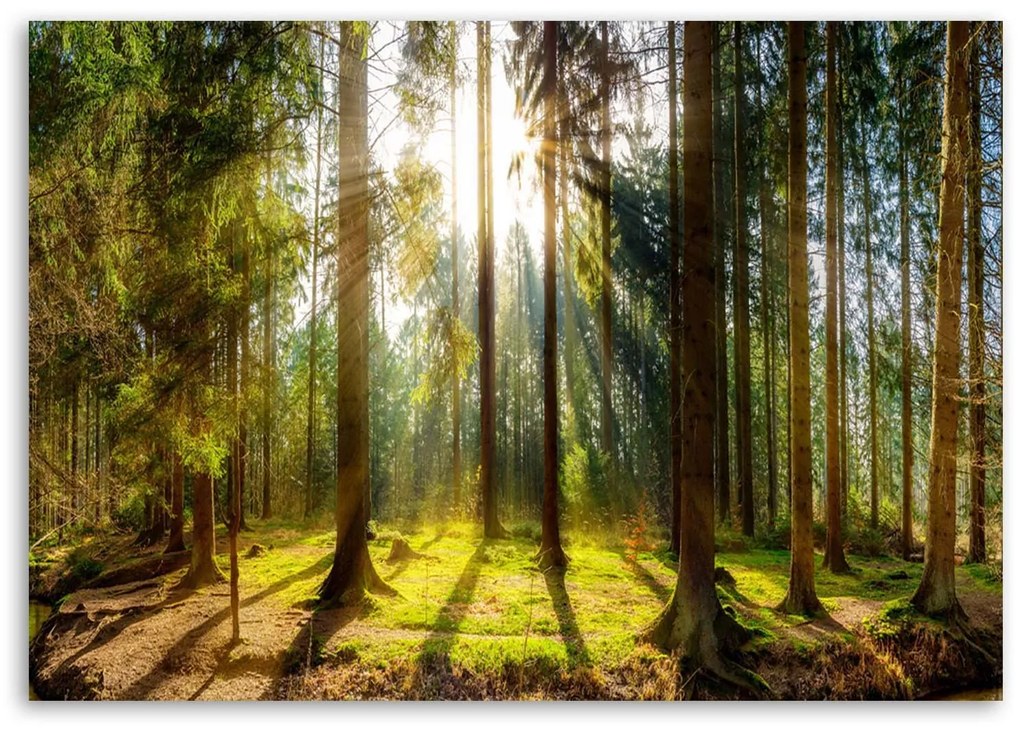 Gario Vászonkép Sugarak egy napsütötte erdőben Méret: 90 x 60 cm