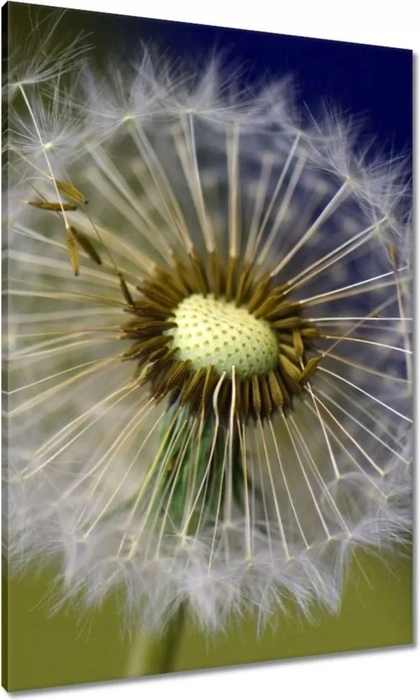 Vászonkép 70x100 Pitypang Virág Virágok