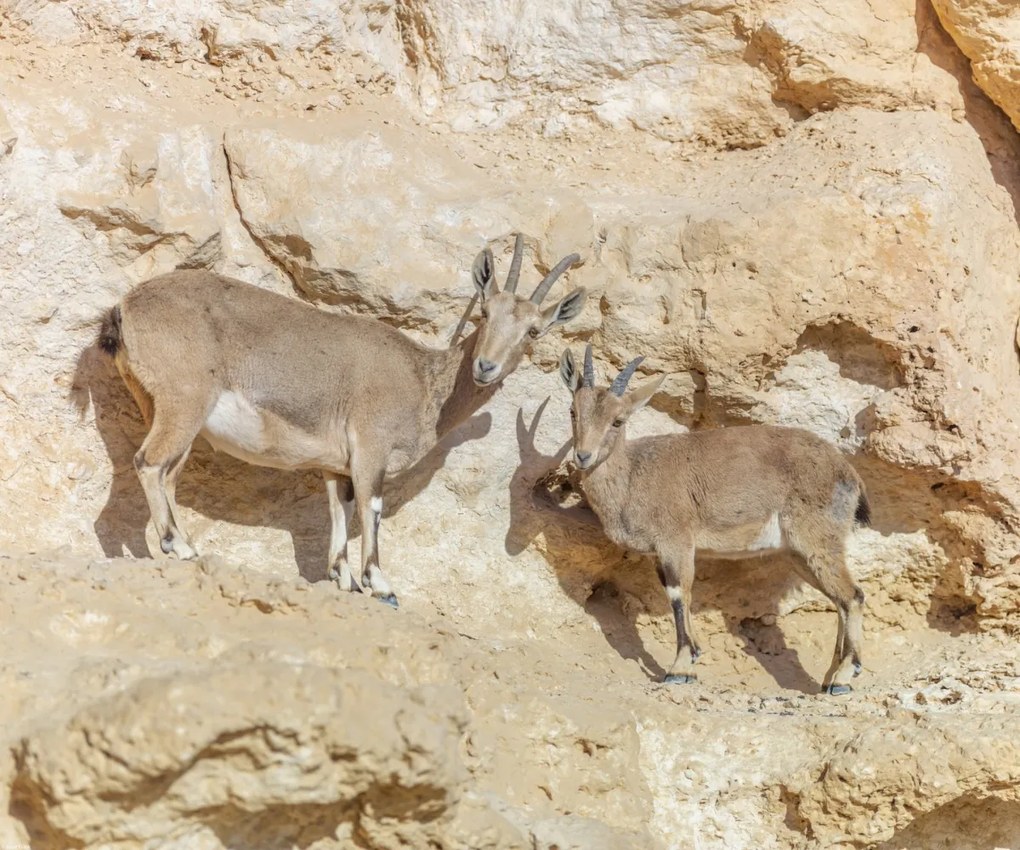 Poszter 60x50cm Núbiai ibexek, Assaf Frank