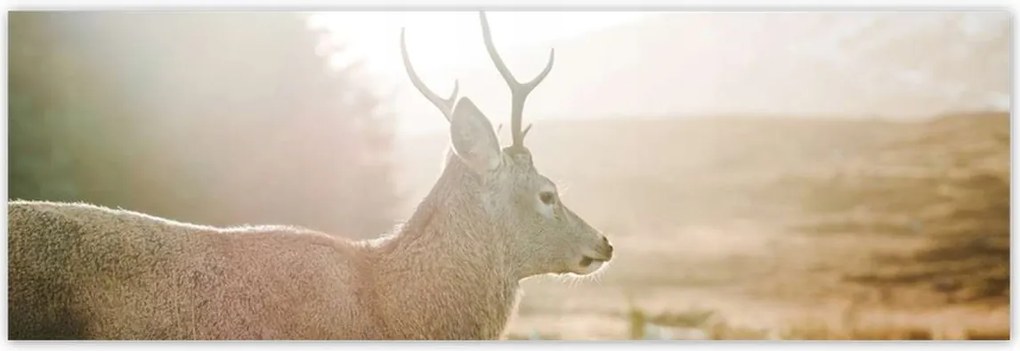 Poszterek 200x66 Szarvas felszarvazott