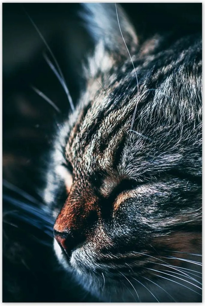 Poszterek 80x120 Cica Cicák