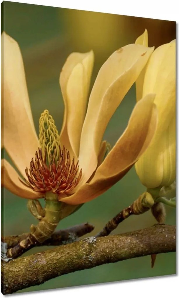 Vászonkép 70x100 Virágok