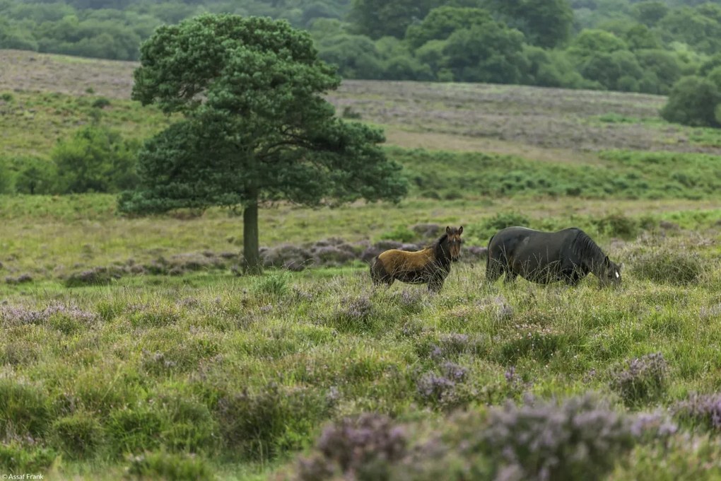 Poszter 30x20cm Vad lovak 2, Assaf Frank