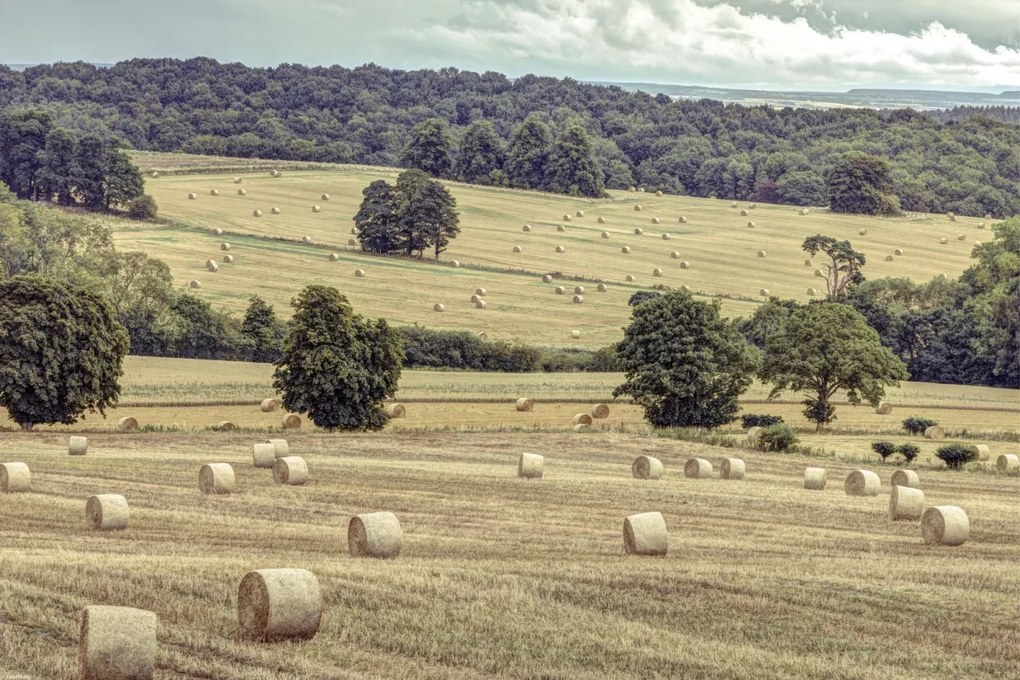 Poszter 60x40cm Szénakazalok a mezőkön 2, Assaf Frank
