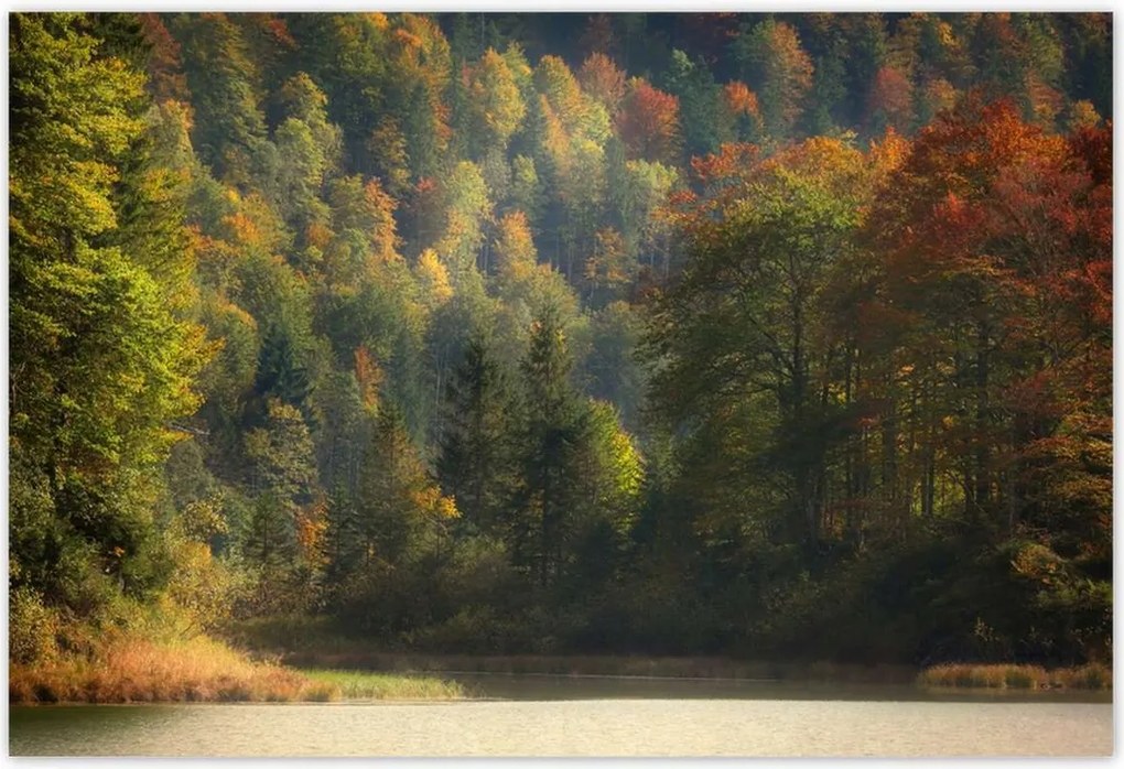 Poszterek 200x135 Erdei táj Kilátás