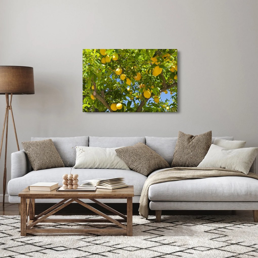 Kép - Citromfa (90x60 cm)