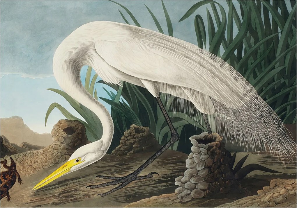 Fali fotótapéta Étkezőbe Fenséges kócsag 208x146