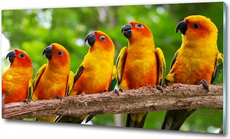 Fotó-üvegkép Papagájok az ágon 125x50